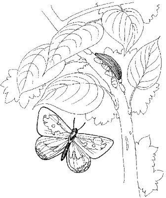 рисунки и схемы для вышивки