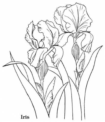 рисунок для вышивки